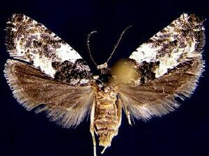 Gypsonoma adjuncta