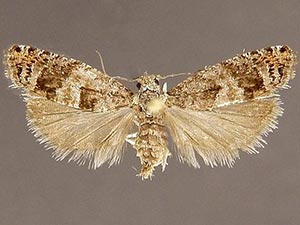 Pseudexentera kalmiana