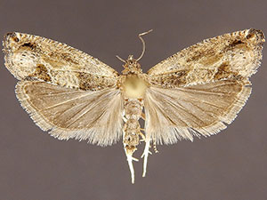 Epinotia infuscana