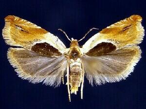 Ancylis burgessiana