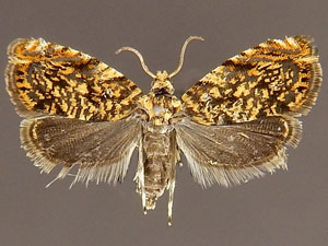 Dichrorampha leopardana
