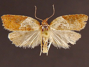 Acleris variegana