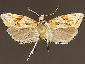 Aethes bomonana