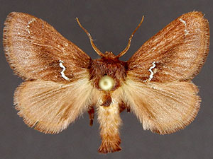 Euclea obliqua