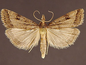 Scoparia rigidalis