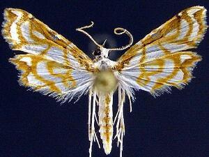 Undulambia rarissima