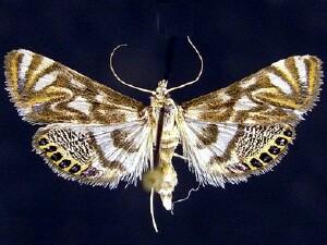 Neocataclysta magnificalis