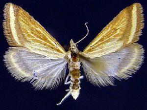 Microtheoris ophionalis
