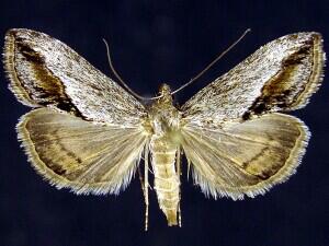 Evergestis obliqualis