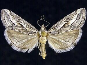 Cornifrons actualis