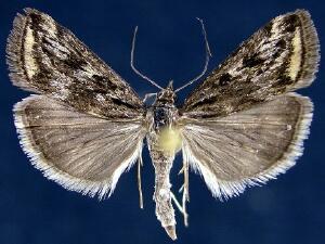 Loxostege commixtalis