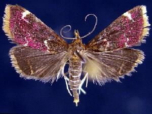 Pyrausta inveterascalis