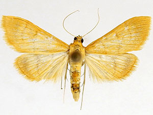 Pyrausta aurea