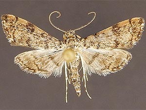 Apogeshna acestealis