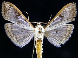 Palpita atrisquamalis