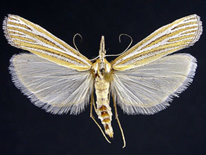 Eufernaldia cadarellus