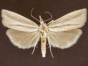 Xubida puritellus