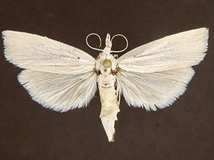 Xubida puritellus
