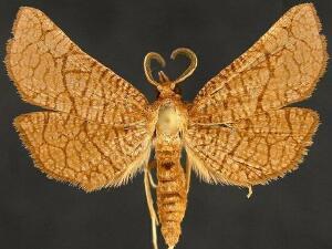 Hexeris enhydris