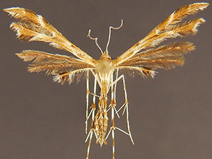 Oxyptilus delawaricus