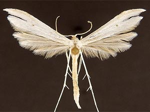 Hellinsia elliottii