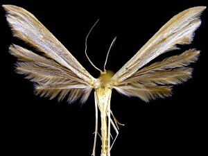 Hellinsia paleaceus