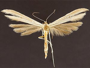Hellinsia paleaceus