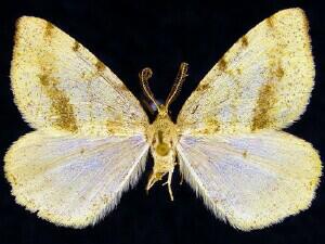 Macaria helena