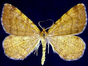 Macaria brunneata