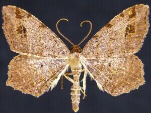 Macaria aequiferaria