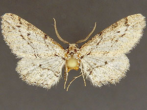 Nepterotaea dorotheata