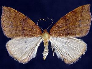 Drepanulatrix falcataria