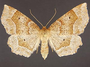 Metarranthis mestusata