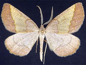Lychnosea helveolaria