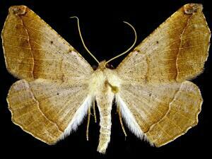 Prochoerodes forficaria