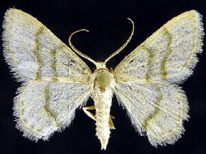 Chlorochlamys appellaria