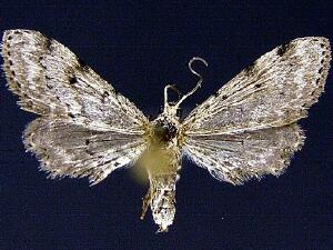 Eumacrodes yponomeutaria