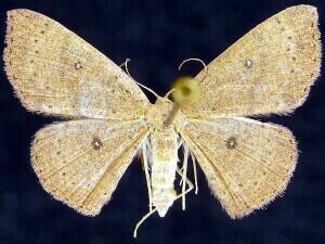 Cyclophora packardi