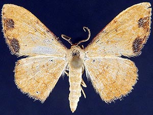 Semaeopus marginata