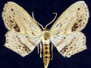 Scopula cacuminaria
