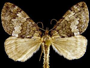 Hydriomena renunciata