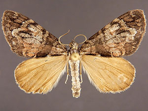 Hydriomena clarki