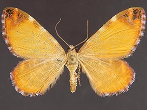 Stamnodes splendorata