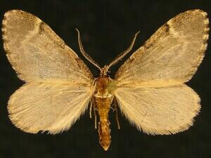 Stamnoctenis vernon