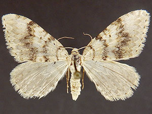 Zenophleps pallescens