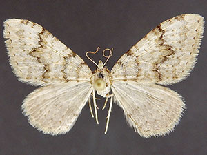 Zenophleps pallescens
