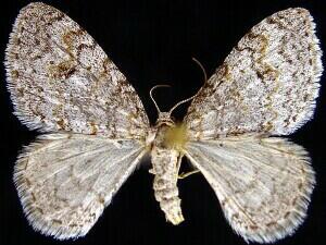 Venusia comptaria