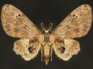 Antiplecta sp.