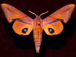 Paonias astylus