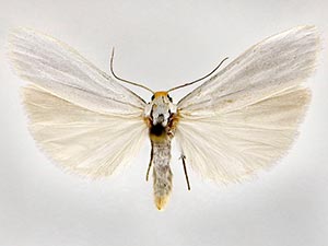Crambidia cephalica